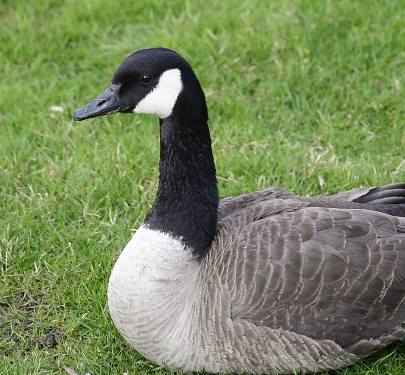 Image of Geese