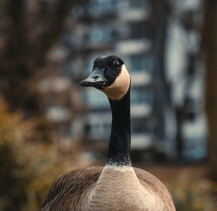 Image of Geese