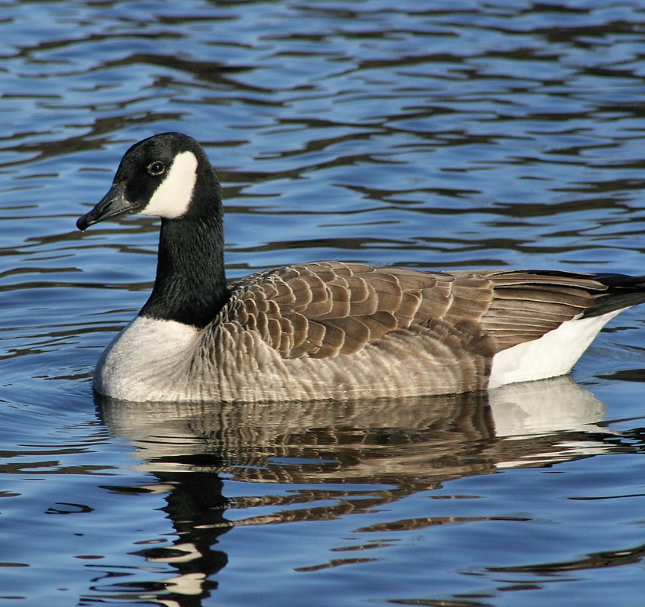 Image of Geese