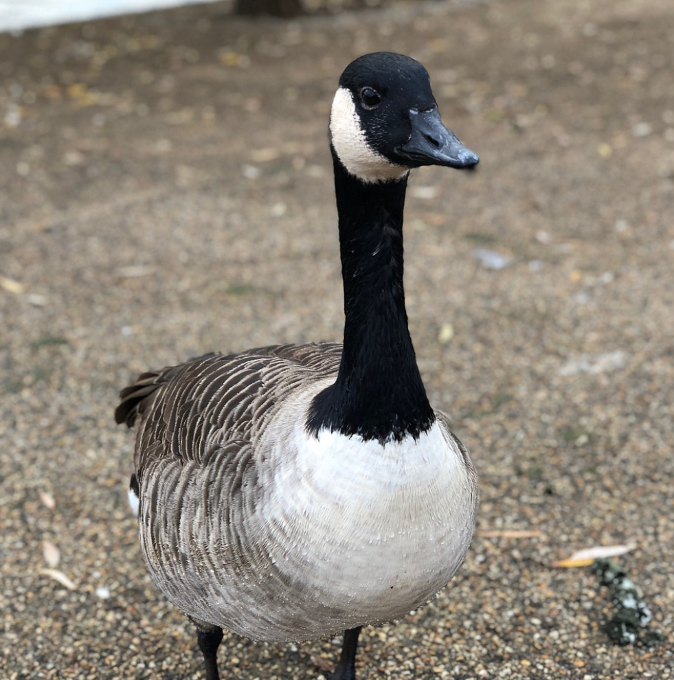 Image of Geese